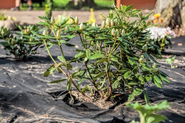Weed Suppression Mat Service