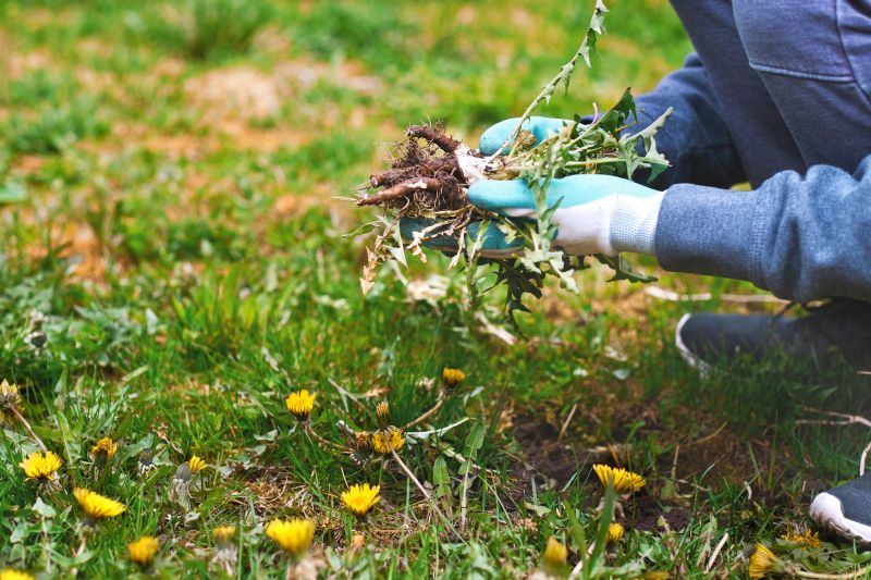 Yard Weeds Treatment